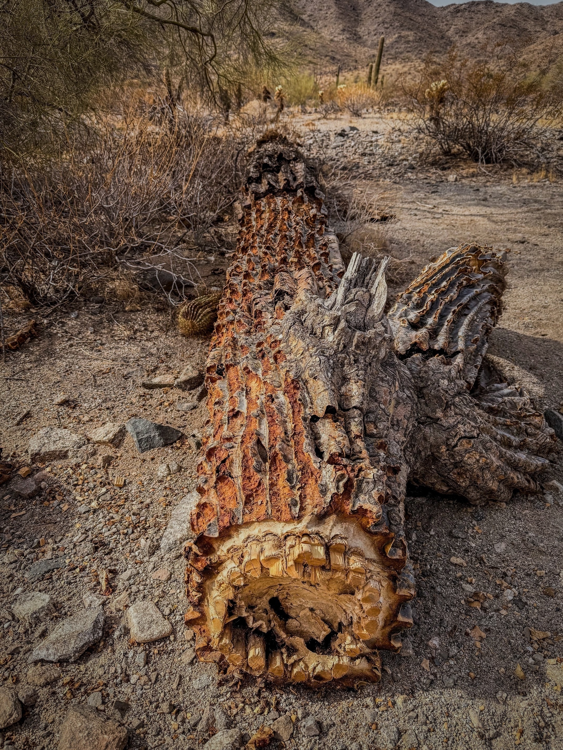 Auto-generated description: A fallen, decaying cactus lies on the desert ground surrounded by dry vegetation and distant mountains.