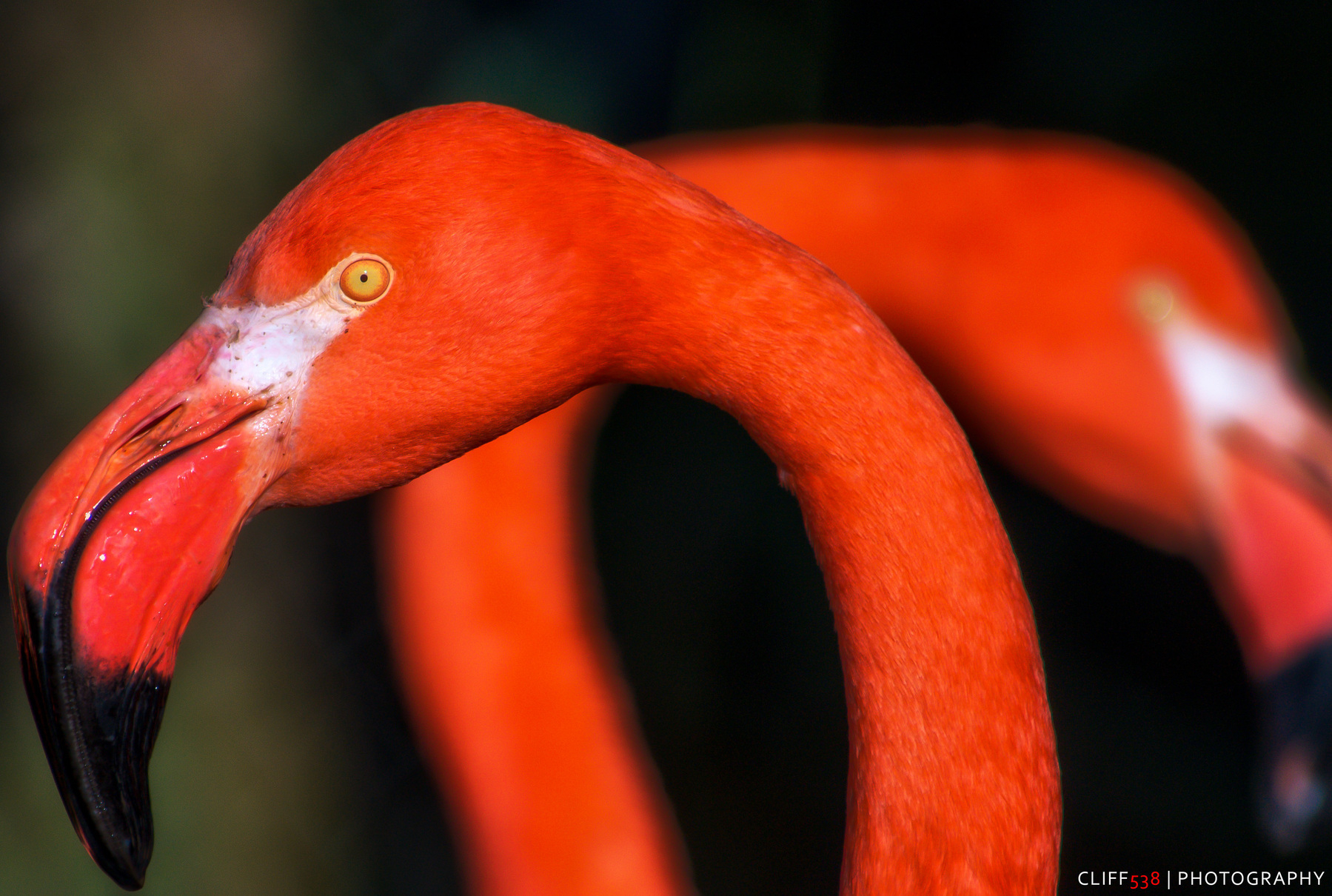 Auto-generated description: A vibrant flamingo with an intense orange hue and curved neck stands prominently against a blurred background.