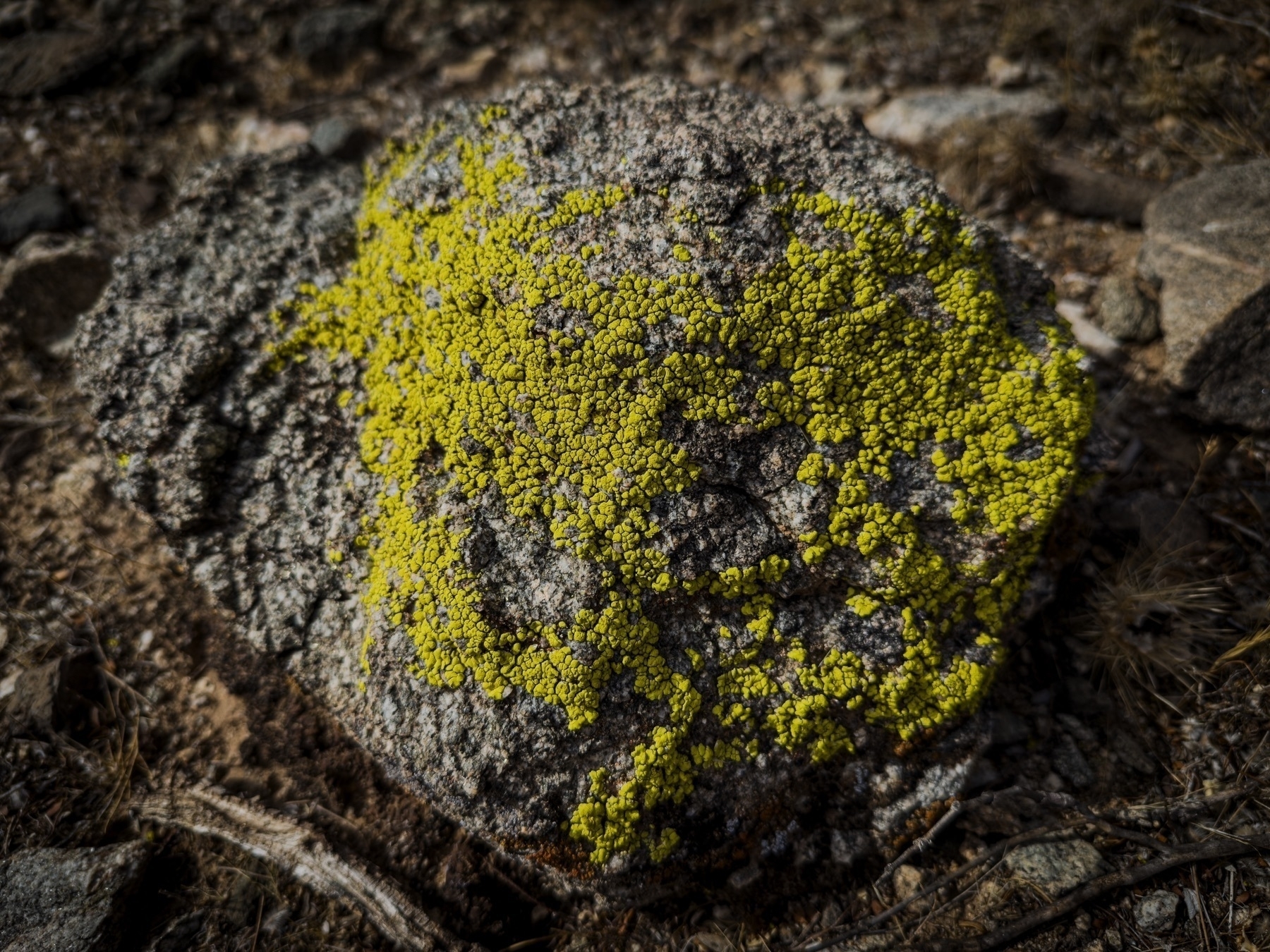 Auto-generated description: A rock is covered with bright yellow-green lichen.