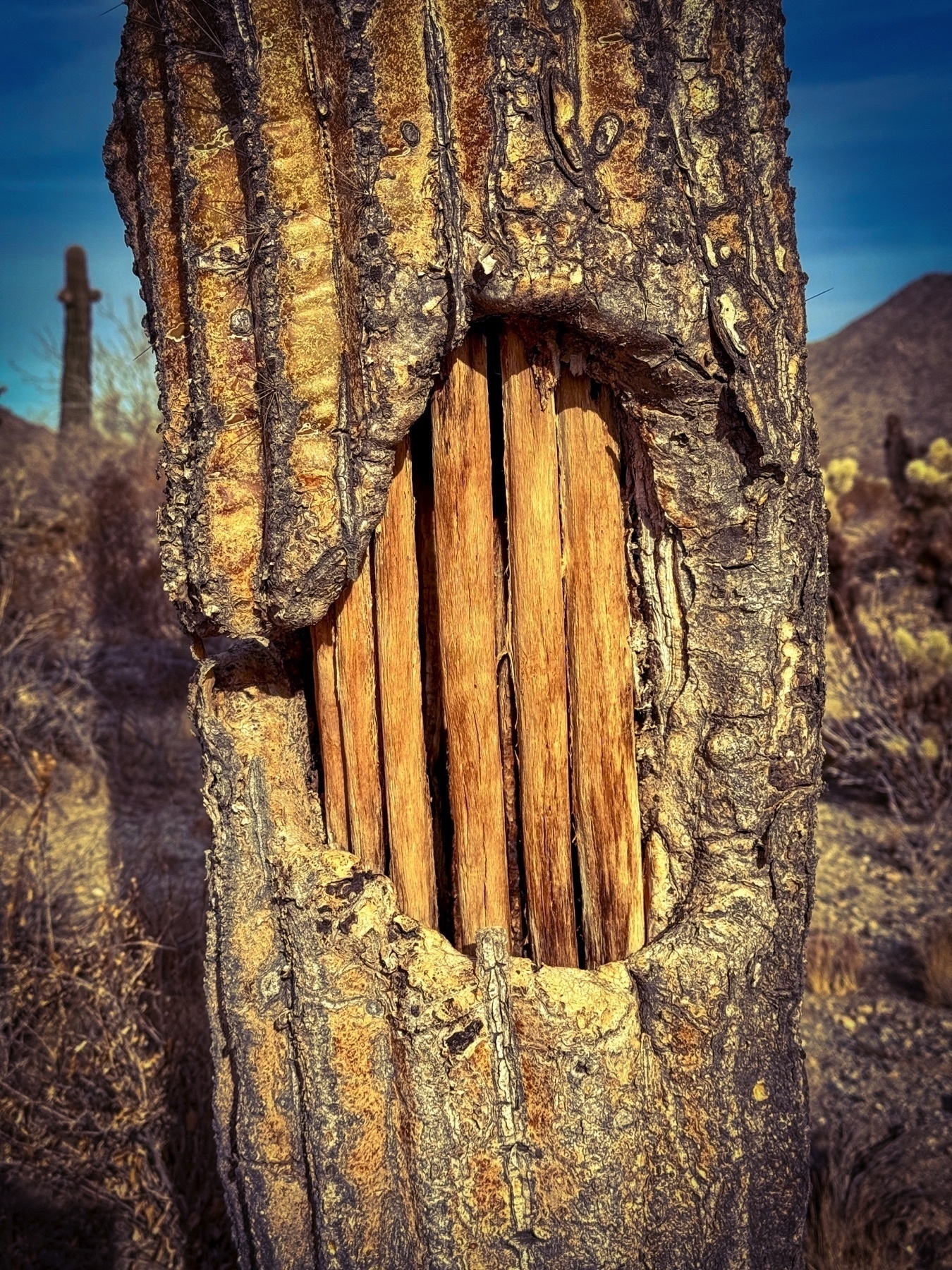 Auto-generated description: A close-up view of a tree trunk reveals an oval-shaped hollow with exposed wooden interior.