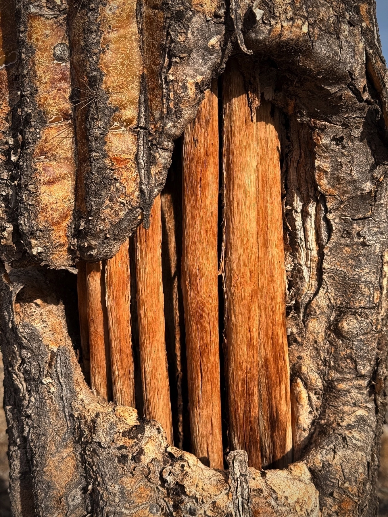 Auto-generated description: A close-up view of tree bark reveals several strips of reddish-brown wood underneath the outer surface.