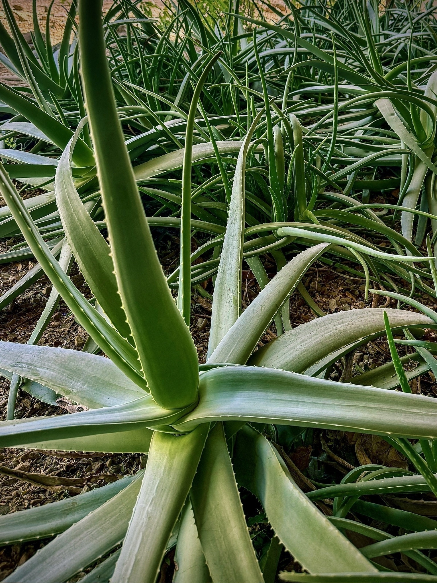 Auto-generated description: A cluster of green aloe vera plants with thick, fleshy leaves is growing across a dirt surface.