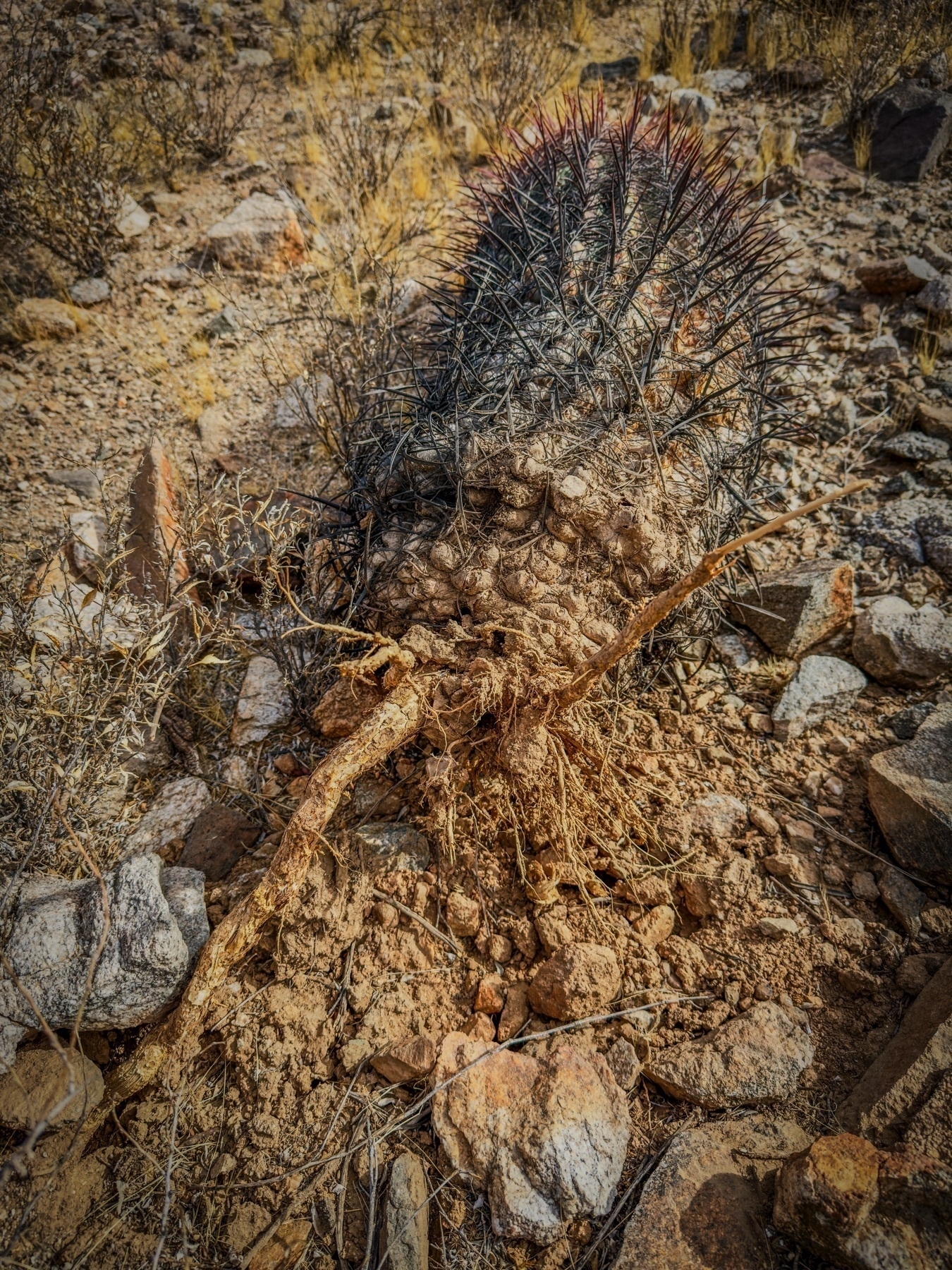 Auto-generated description: A barrel cactus is uprooted and lying on a rocky, arid landscape with its roots exposed.