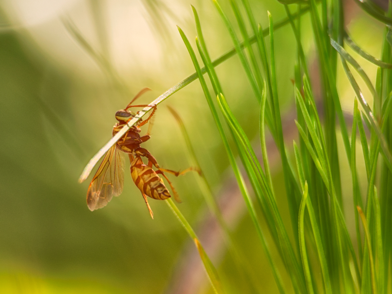 bee hanging onto a blade of grass.