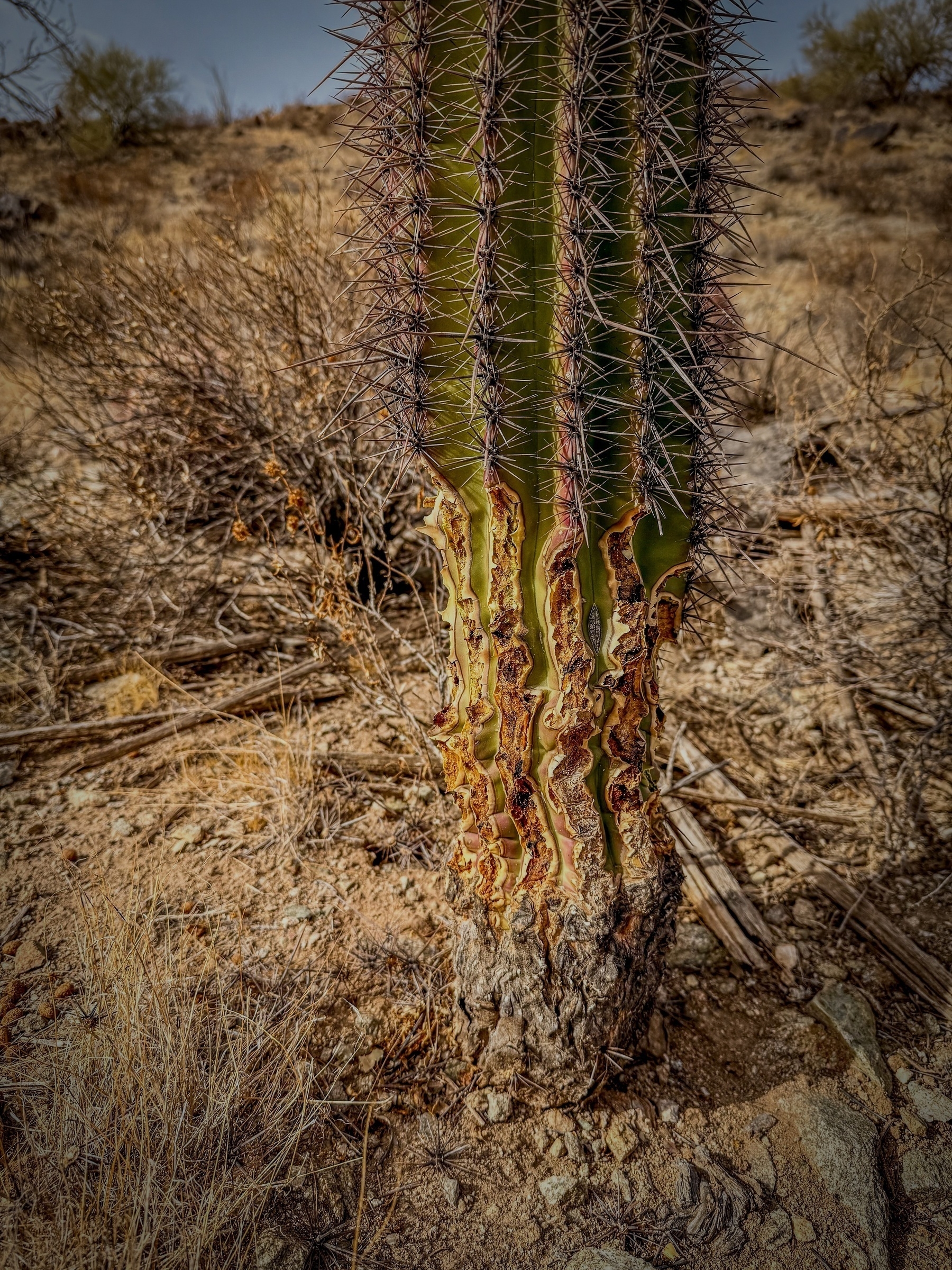 Auto-generated description: A large cactus with spines stands in a dry, desert landscape.