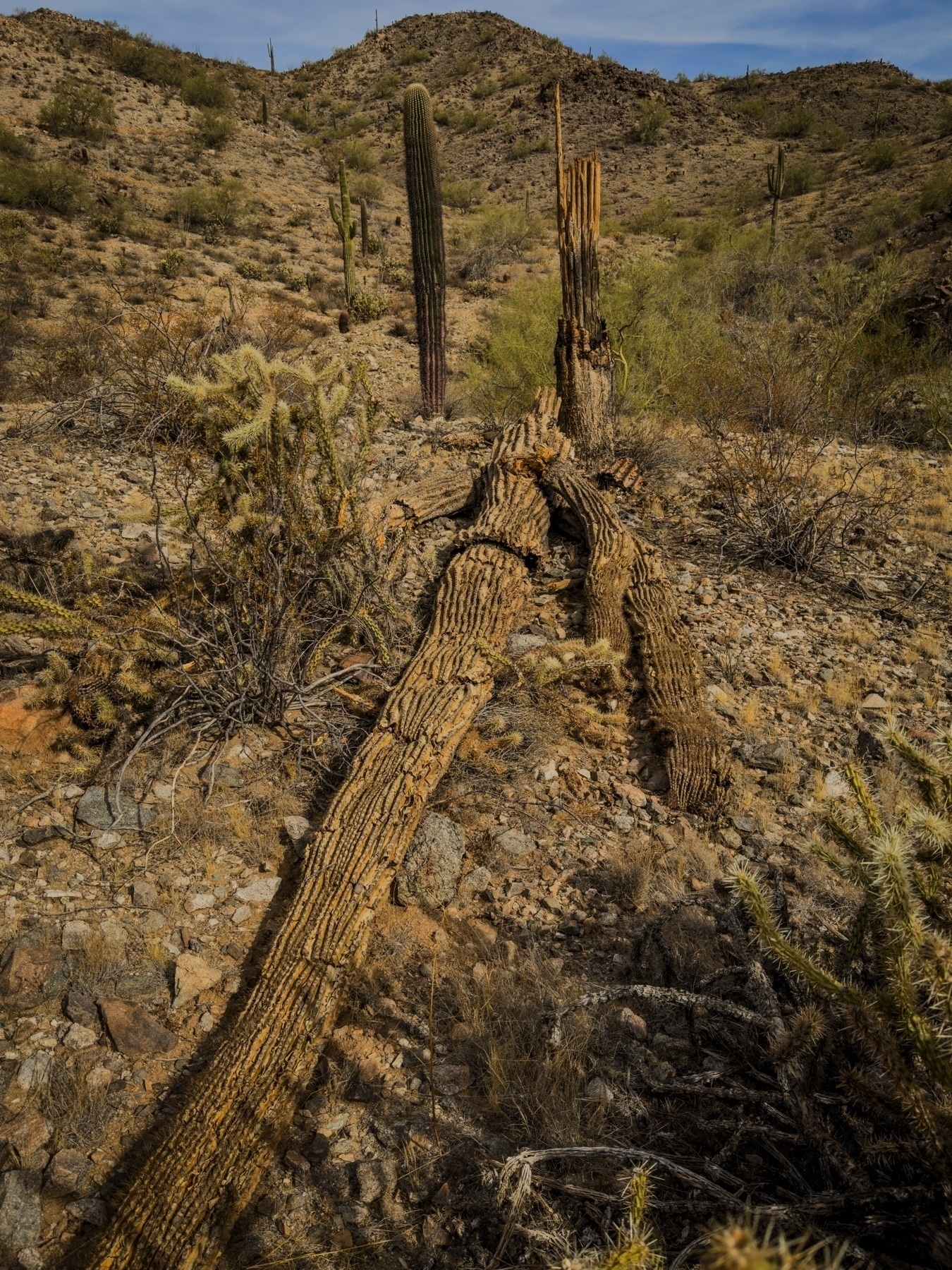 Auto-generated description: A desert landscape features a fallen, desiccated cactus among rocks and dry vegetation, with hills and standing cacti in the background.