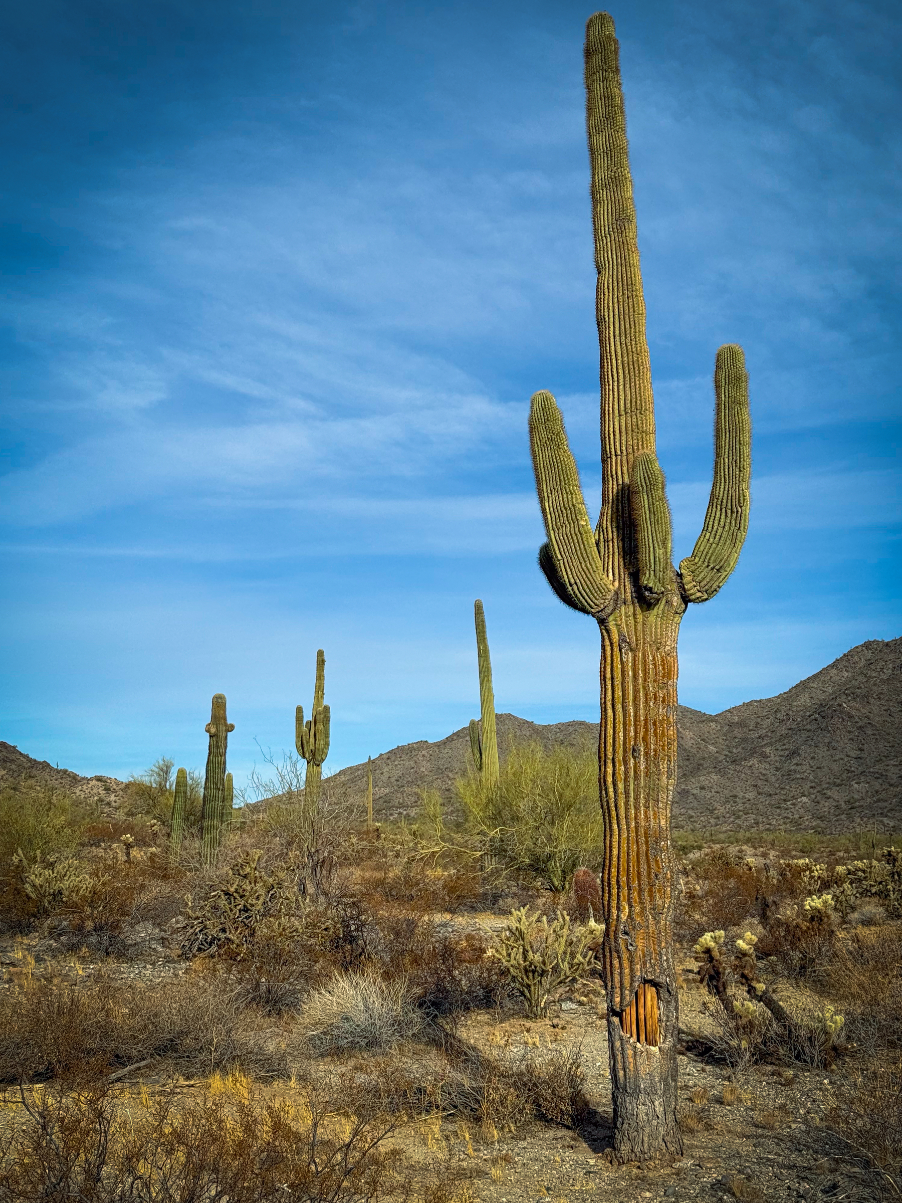 Auto-generated description: A desert landscape features several tall saguaro cacti with mountains in the background under a clear blue sky.